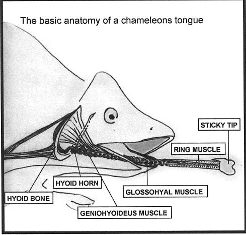 chameleon tongue diagram