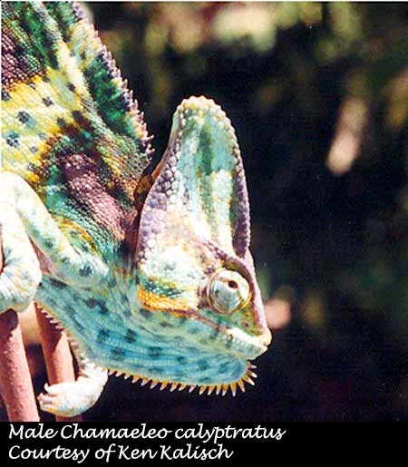 Chamaeleo calyptratus 'Veiled Chameleon' Sub-Adult-veiled ch